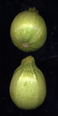 Courgettes rondes de profil