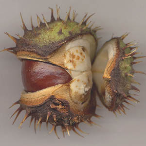 Capsule de marronnier ouverte.