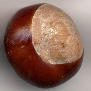 Graine de marron.