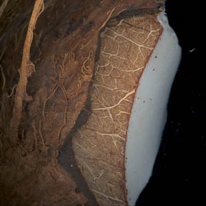 noix de coco coupe transversalement montrant le tgument de la graine