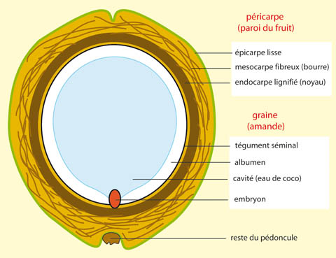 noix de coco