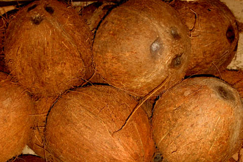 noix de coco sur l'talage du march