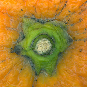p�doncule d'orange