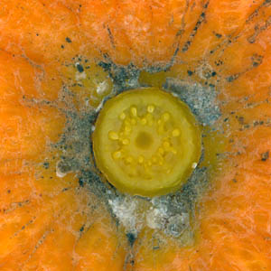 faisceaux p�donculaire d'orange