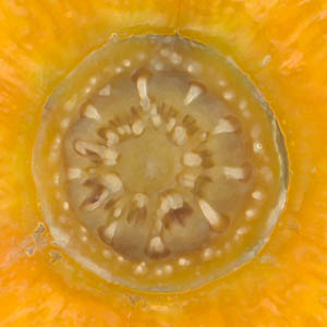 faisceaux p�donculaire d'orange navel