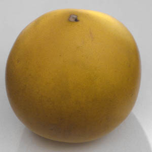 Pamplemousse