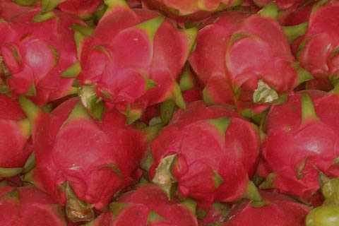 Pitaya Pitaya 1
