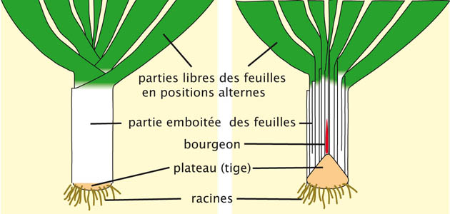  structure et organisation des feuilles emboit�es du poireau