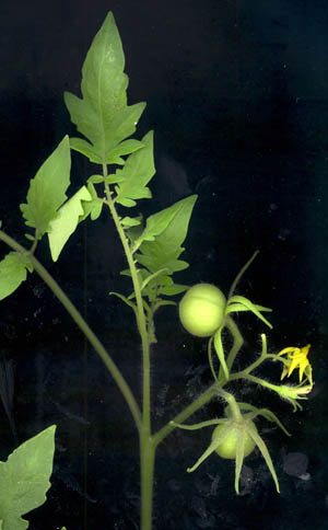 plant de tomate
