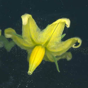 fleur de tomate