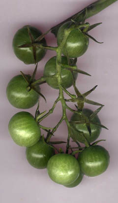tomates vertes