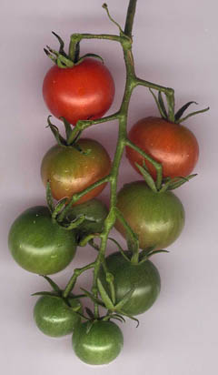 tomates en cours de murissement