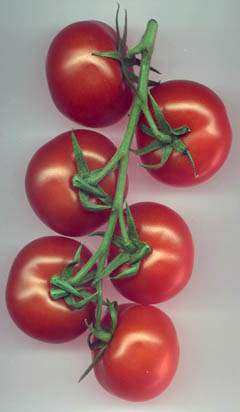 tomates grappe