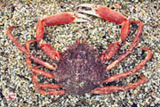araignée de mer