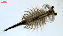 Artemia