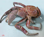 crabe des cocotiers