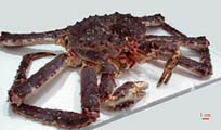 crabe royal