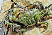 crabe vert