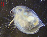 Daphnies