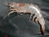 gambas