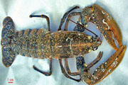homard