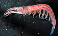 krill