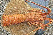 langouste