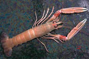 langoustine