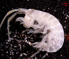 Puces de mer