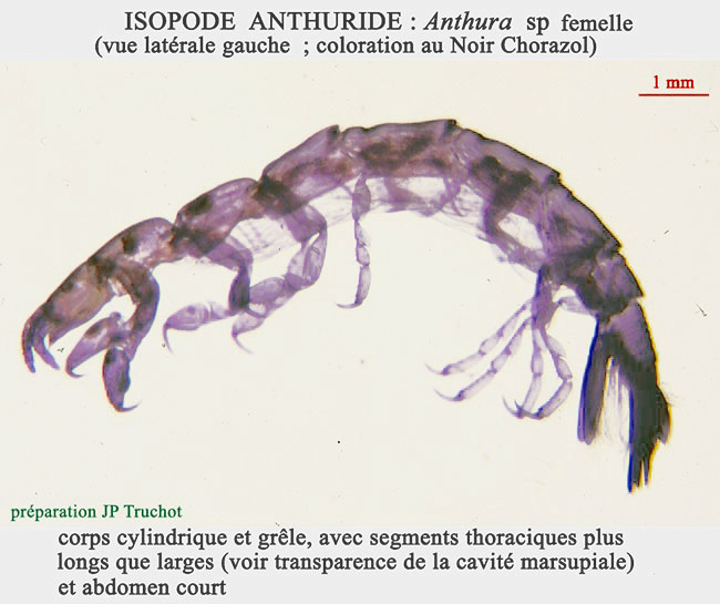 Anthura, Crustacés Isopodes