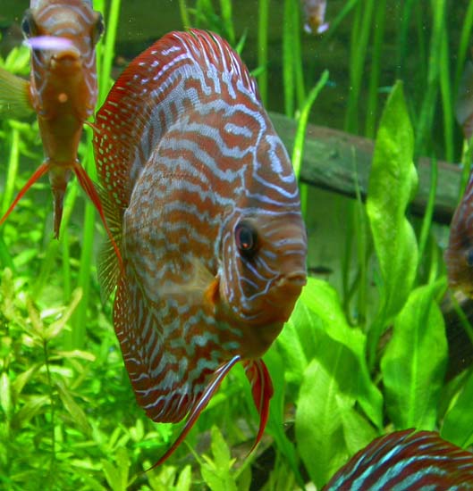 Discus 01