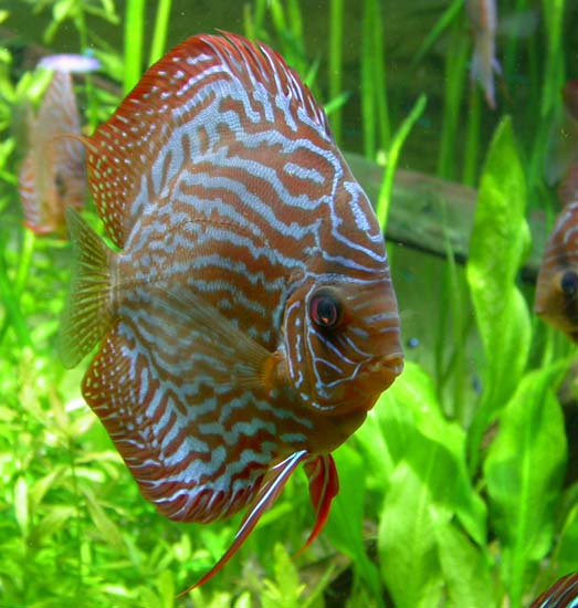 Discus 02