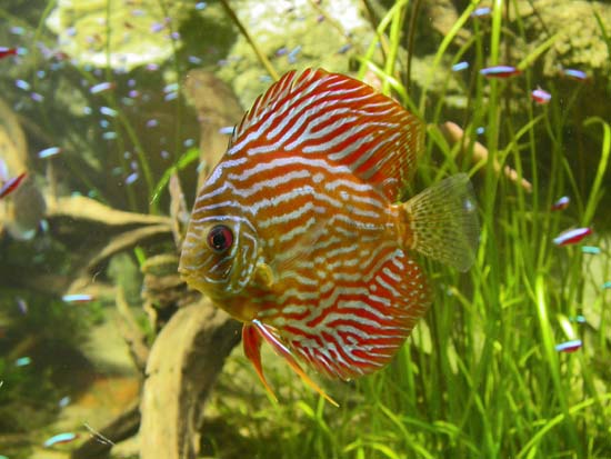 Discus 05