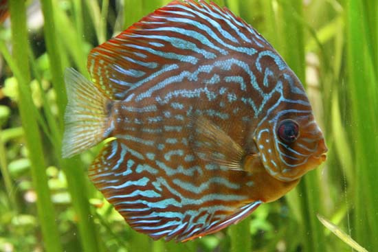 Discus 07