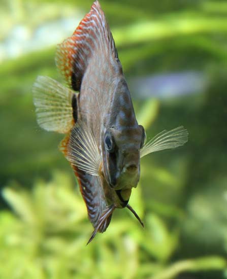 Discus 09