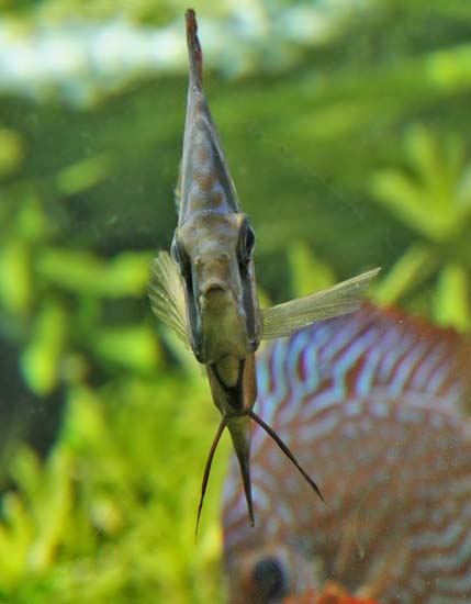 Discus 10
