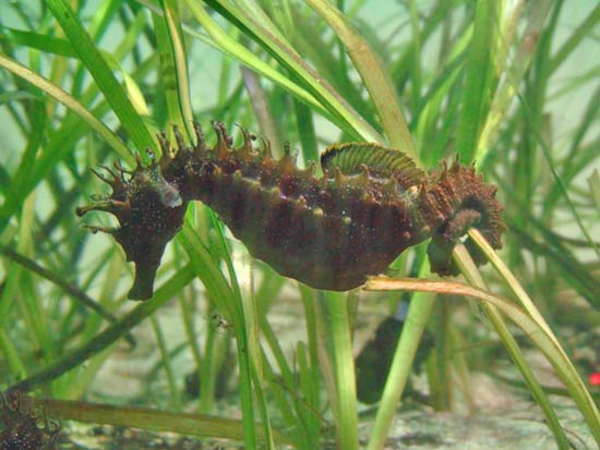 Hippocampe 01