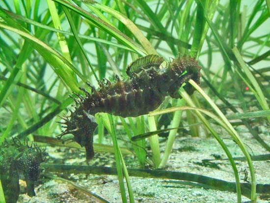 Hippocampe 02