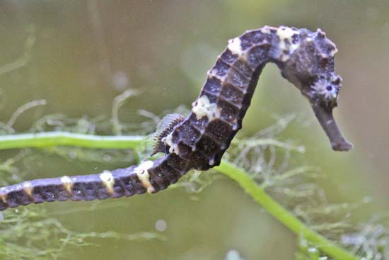 Hippocampe 03