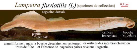Lamproie