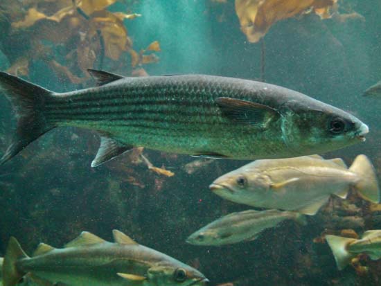Mulet 01