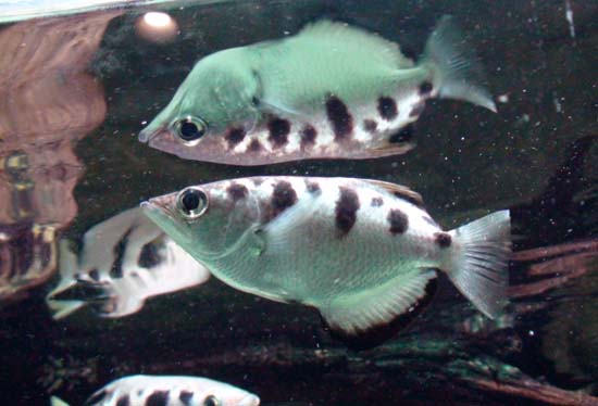 Poisson archer 01
