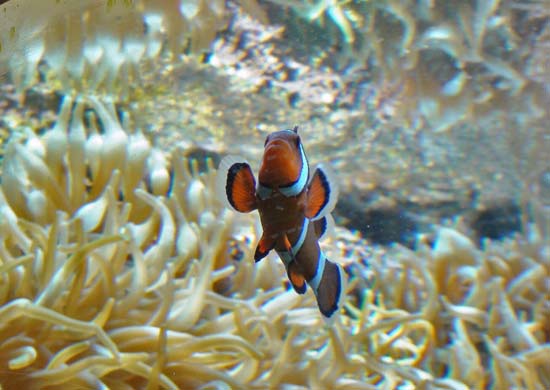 Poisson clown 02