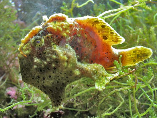 Poisson pecheur