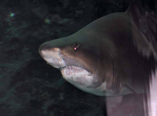 Requin 06
