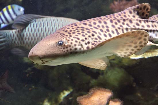 Requin leopard 01