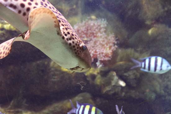 Requin leopard 02