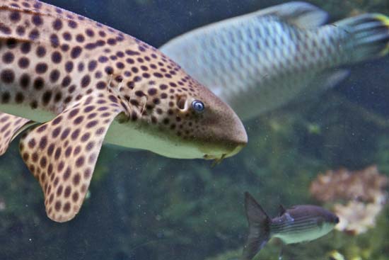 Requin leopard 04