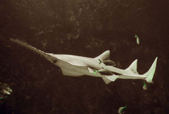 Requin scie 01