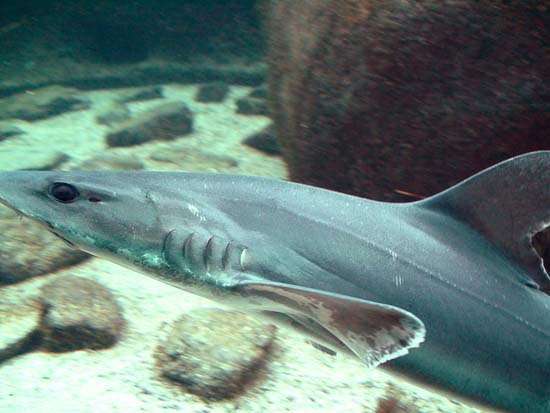 Requin02